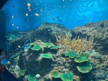 アクアワールド茨城県大洗水族館に投稿された画像（2024/11/17）
