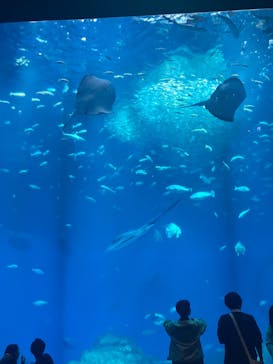 アクアワールド茨城県大洗水族館に投稿された画像（2024/11/17）