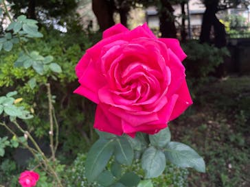 鳩山会館に投稿された画像（2024/11/17）