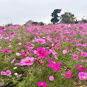淡路ファームパーク イングランドの丘に投稿された画像（2024/11/17）