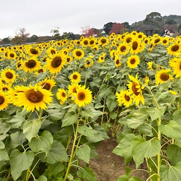 淡路ファームパーク イングランドの丘に投稿された画像（2024/11/17）