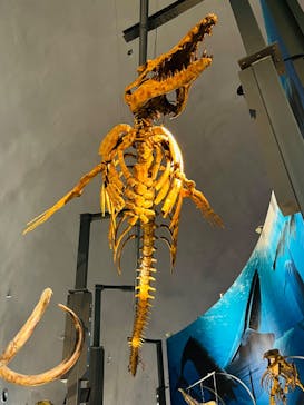 福井県立恐竜博物館に投稿された画像（2024/11/17）