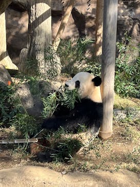 恩賜上野動物園に投稿された画像（2024/11/17）