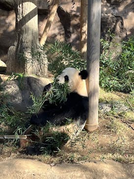 恩賜上野動物園に投稿された画像（2024/11/17）