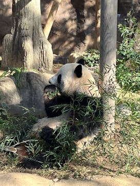 恩賜上野動物園に投稿された画像（2024/11/17）