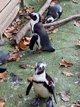 那須どうぶつ王国に投稿された画像（2024/11/17）