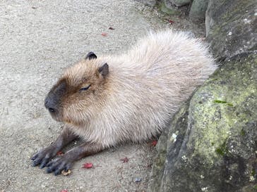 那須どうぶつ王国に投稿された画像（2024/11/17）
