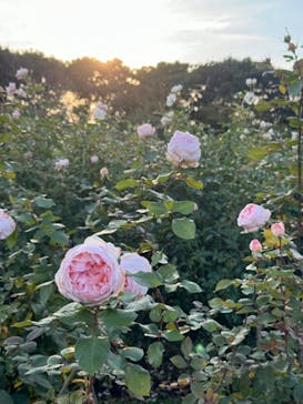 京成バラ園に投稿された画像（2024/11/17）