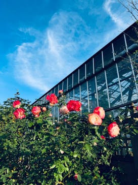 京成バラ園に投稿された画像（2024/11/17）