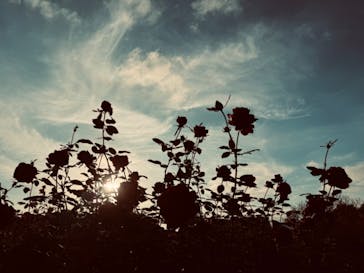 京成バラ園に投稿された画像（2024/11/17）