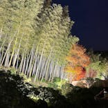 国営昭和記念公園 秋の夜散歩に投稿された画像（2024/11/17）