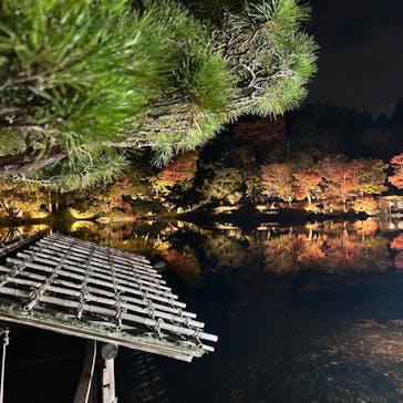 国営昭和記念公園 秋の夜散歩に投稿された画像（2024/11/17）