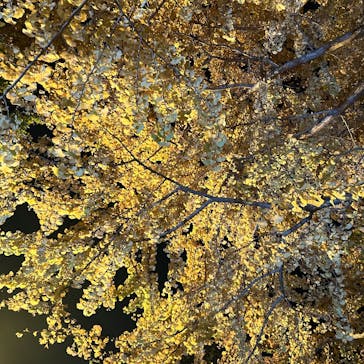 国営昭和記念公園 秋の夜散歩に投稿された画像（2024/11/17）