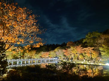 国営昭和記念公園 秋の夜散歩に投稿された画像（2024/11/17）