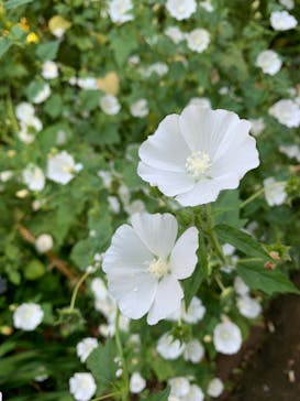 横浜イングリッシュガーデンに投稿された画像（2024/11/17）