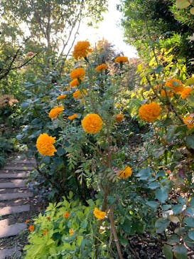 横浜イングリッシュガーデンに投稿された画像（2024/11/17）