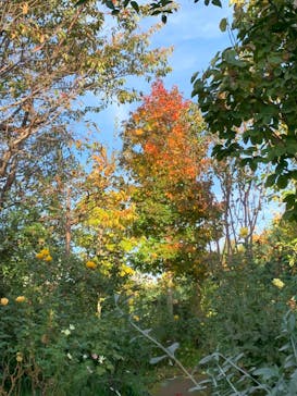 横浜イングリッシュガーデンに投稿された画像（2024/11/17）