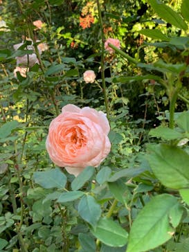 横浜イングリッシュガーデンに投稿された画像（2024/11/17）