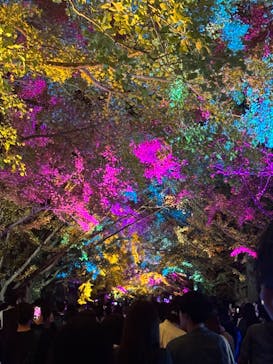 国営昭和記念公園 秋の夜散歩に投稿された画像（2024/11/17）