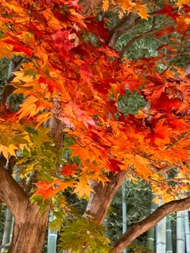 国営昭和記念公園 秋の夜散歩に投稿された画像（2024/11/17）