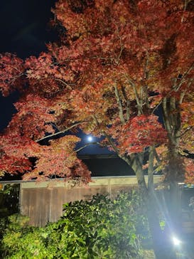 国営昭和記念公園 秋の夜散歩に投稿された画像（2024/11/17）