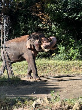 よこはま動物園ズーラシアに投稿された画像（2024/11/17）