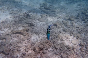 青の洞窟専門店 ブルーオーシャンに投稿された画像（2024/11/17）