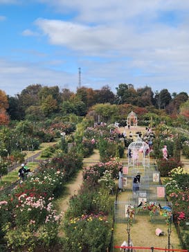 京成バラ園に投稿された画像（2024/11/17）