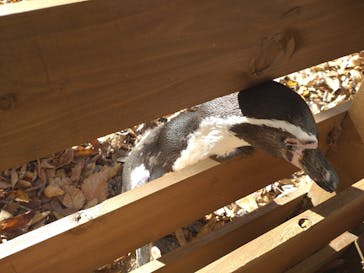 那須どうぶつ王国に投稿された画像（2024/11/17）