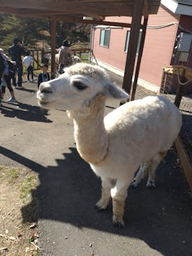 那須どうぶつ王国に投稿された画像（2024/11/17）