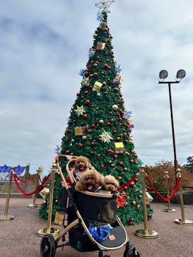 伊豆ぐらんぱる公園に投稿された画像（2024/11/17）