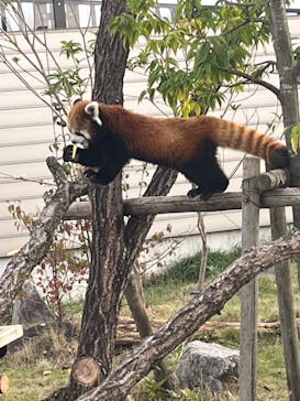 名古屋市東山動植物園に投稿された画像（2024/11/17）