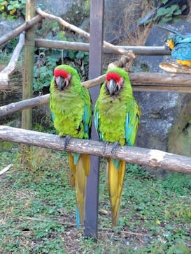 伊豆シャボテン動物公園に投稿された画像（2024/11/17）