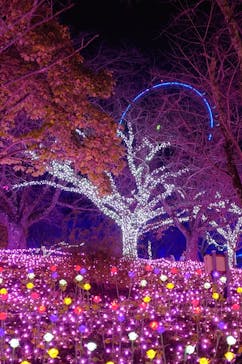 さがみ湖MORI MORIに投稿された画像（2024/11/17）