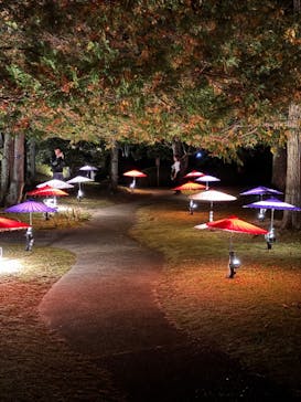 国営昭和記念公園 秋の夜散歩に投稿された画像（2024/11/17）