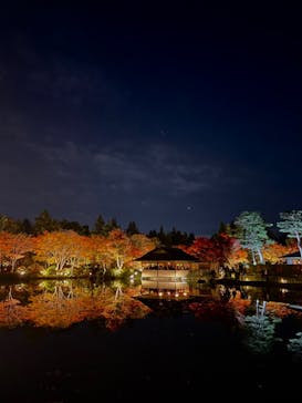 国営昭和記念公園 秋の夜散歩に投稿された画像（2024/11/17）