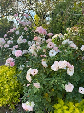 横浜イングリッシュガーデンに投稿された画像（2024/11/17）