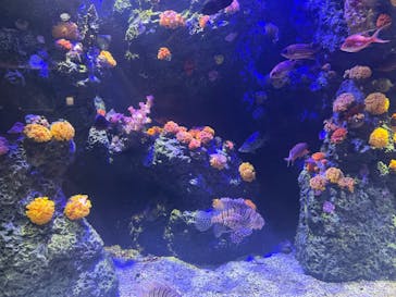 四国水族館に投稿された画像（2024/11/17）