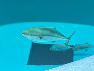 四国水族館に投稿された画像（2024/11/17）