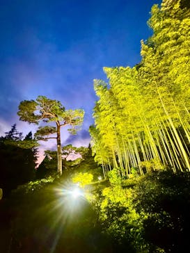 国営昭和記念公園 秋の夜散歩に投稿された画像（2024/11/17）