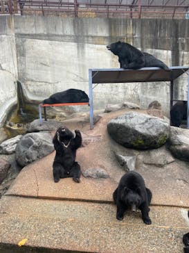 奥飛騨クマ牧場に投稿された画像（2024/11/17）