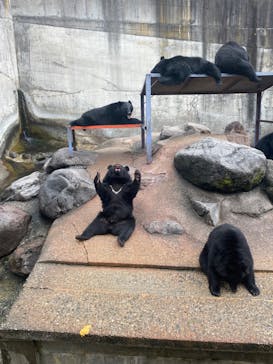 奥飛騨クマ牧場に投稿された画像（2024/11/17）