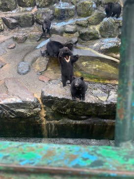 奥飛騨クマ牧場に投稿された画像（2024/11/17）