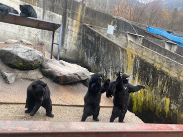 奥飛騨クマ牧場に投稿された画像（2024/11/17）