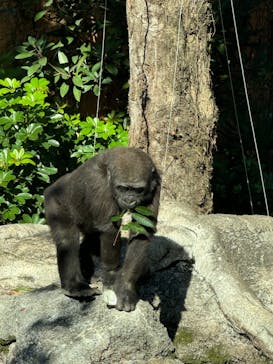 恩賜上野動物園に投稿された画像（2024/11/17）