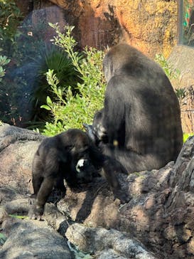 恩賜上野動物園に投稿された画像（2024/11/17）