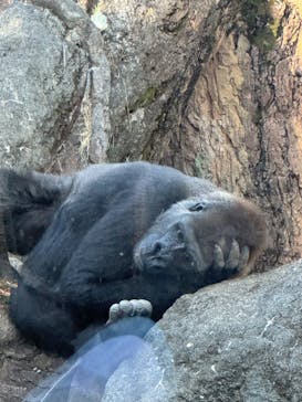 恩賜上野動物園に投稿された画像（2024/11/17）