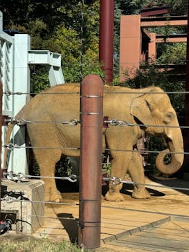 恩賜上野動物園に投稿された画像（2024/11/17）