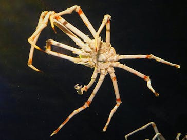 竹島水族館に投稿された画像（2024/11/17）