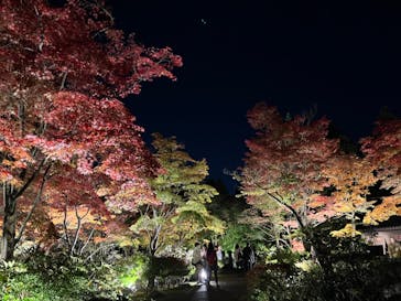国営昭和記念公園 秋の夜散歩に投稿された画像（2024/11/18）